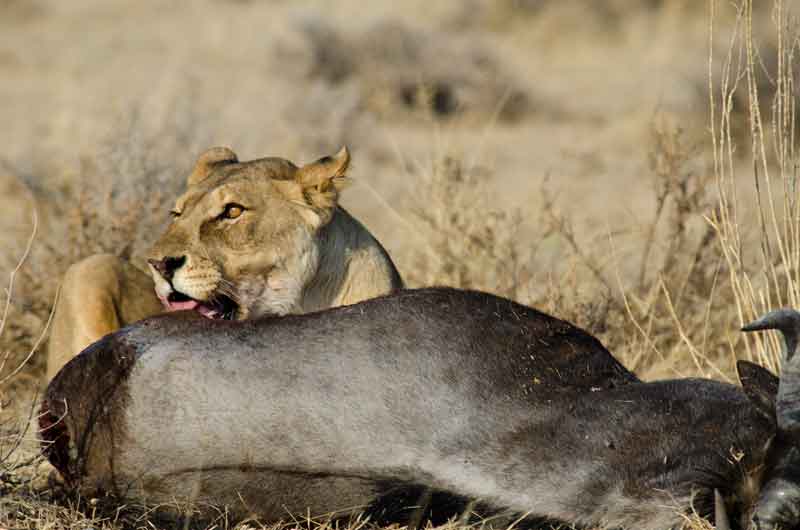 51 - Namibia - leones comiendo - parque nacional de Etosha